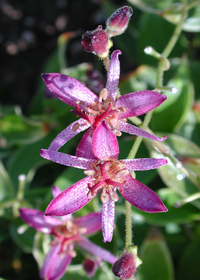 Tricyrtis formosana 'Samurai'